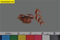 藏品(弧邊管招潮蟹)的圖片